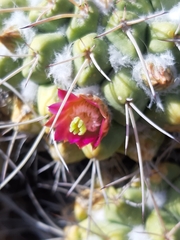 Mammillaria compressa compressa