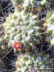 Mammillaria compressa compressa