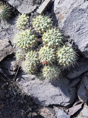 Mammillaria compressa compressa
