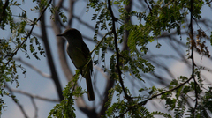 Myiarchus stolidus