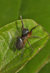 Tutelina similis