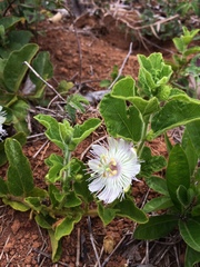 Passiflora clathrata