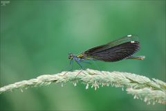 Calopteryx japonica