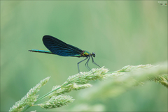 Calopteryx japonica