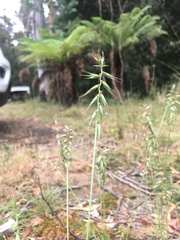 Australopyrum pectinatum