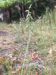 Australopyrum pectinatum