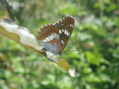 Limenitis glorifica