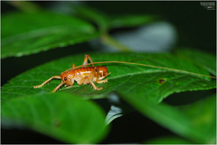 Nippancistroger koreanus
