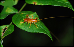 Nippancistroger koreanus
