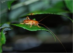 Nippancistroger koreanus