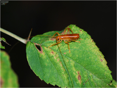 Nippancistroger koreanus