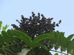 Rhus taitensis