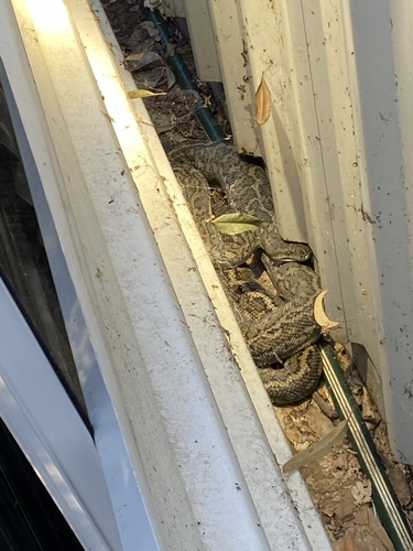 Coastal Carpet Python sighting