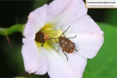 Spermophagus titivilitius