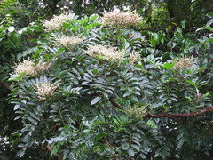 Rhus taitensis