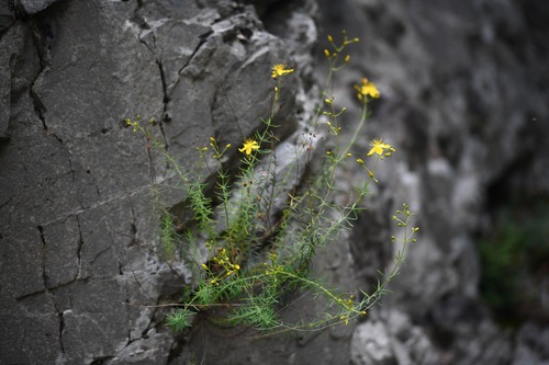Heath-leaved St John's-wort (Hypericum coris)