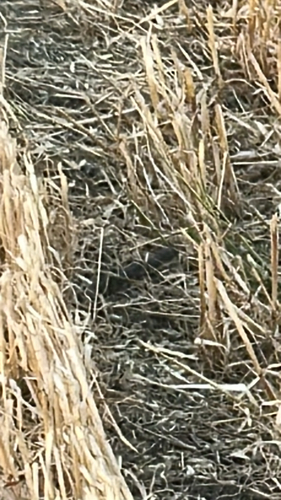 Tiger Snake sighting