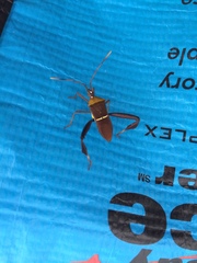 Leptoglossus cinctus