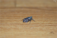 Limois emelianovi