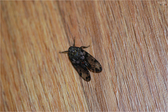 Limois emelianovi
