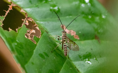 Theronia