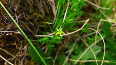 Stackhousia minima