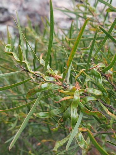 Sticky Wattle (Acacia viscidula)