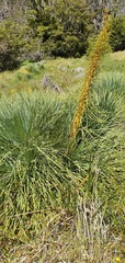 Aciphylla glaucescens