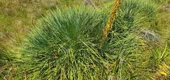 Aciphylla glaucescens