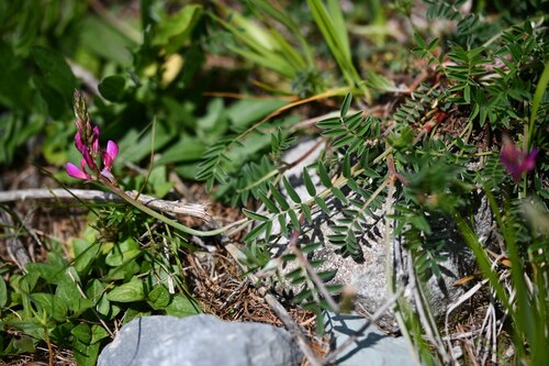 mountain sainfoin (Onobrychis montana)