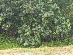 Dillenia suffruticosa