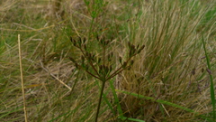 Anisotome filifolia