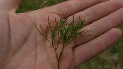 Anisotome filifolia