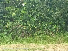 Dillenia suffruticosa