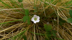Geranium microphyllum