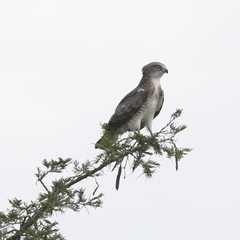 Circaetus beaudouini