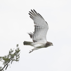 Circaetus beaudouini