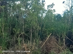 Pandanus helicopus
