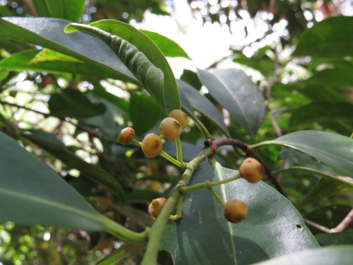 northern holly (Ilex arnhemensis)
