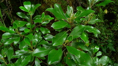 Brachyglottis buchananii