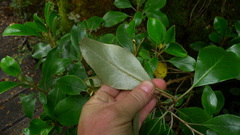 Brachyglottis buchananii