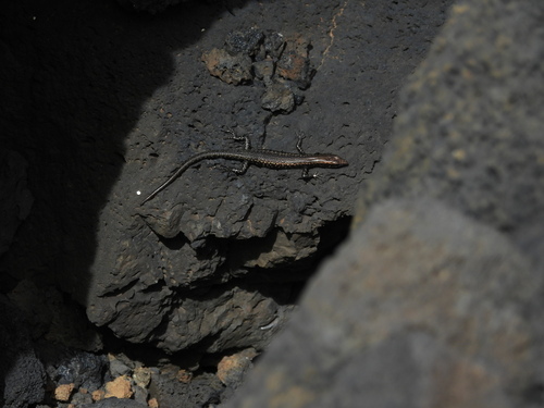 Cryptoblepharus poecilopleurus observed 2025-11-15
