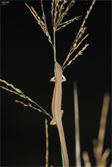 Takydromus wolteri