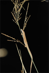 Takydromus wolteri