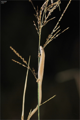 Takydromus wolteri