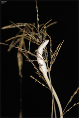 Takydromus wolteri