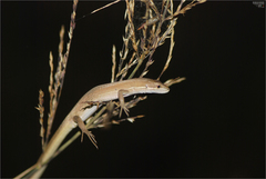 Takydromus wolteri
