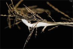 Takydromus wolteri