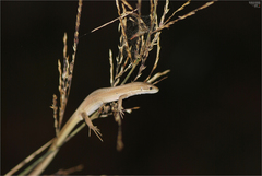 Takydromus wolteri