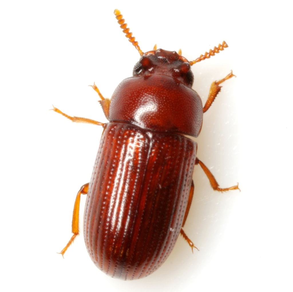 Neomida ferruginea